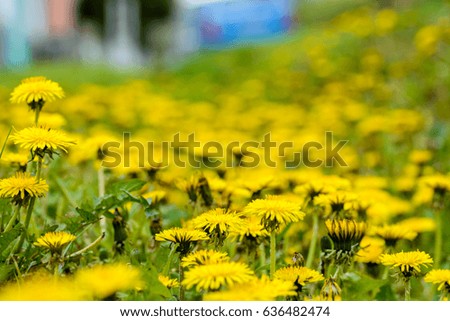 Common dandelion flowers with blured background landscape picture