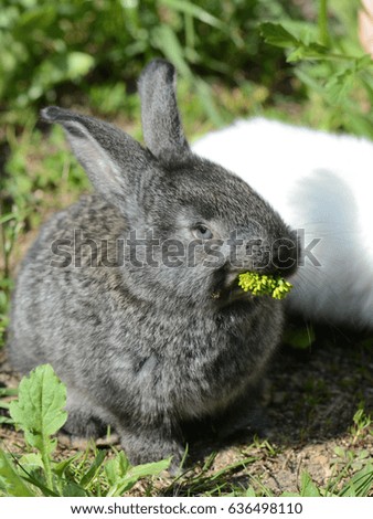 Cute gray baby rabbit on the grass close up