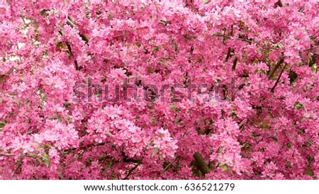 Wild apple tree in pink blossom