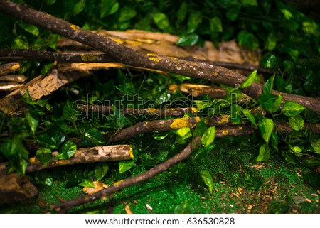 Dry pine branches and ferns in the forest background