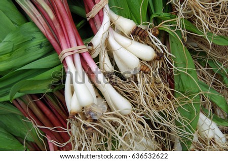 Fresh ramps with roots for farmer market