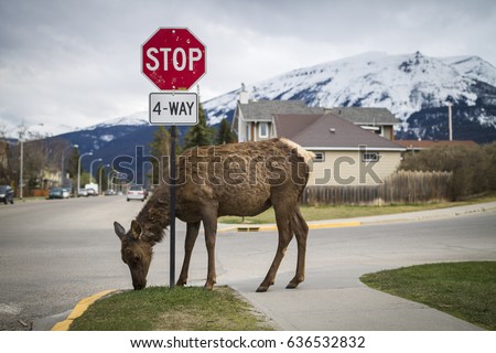 Wildlife deer female elk cow spotted in Jasper National Park, Alberta, Canada, right in the town grazing, pasturing the grass, lawn. Curiuos, bold, fearless. Human environment vs. nature. Polite.