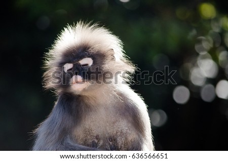 Dusky leaf monkey and young dusky leaf monkey in the forest
