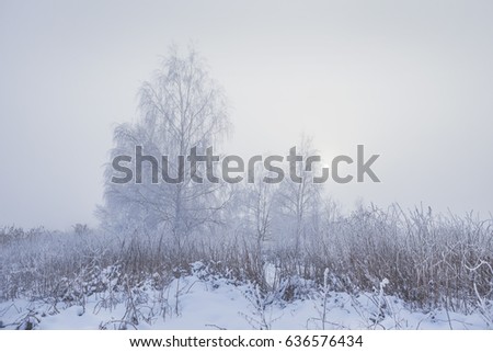 Winter.Foggy morning in the park