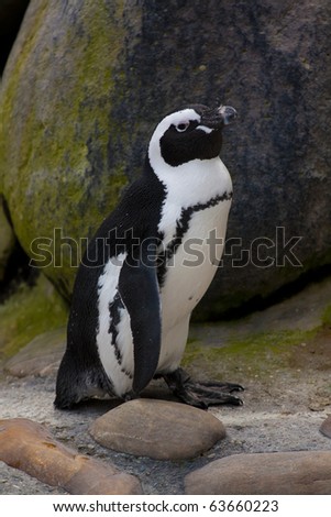Jackass penguin (Spheniscus demersus) standing on stone background