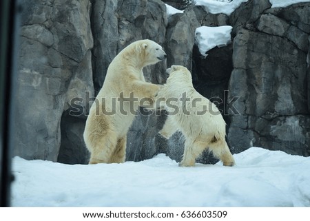 two polar bears playfully standing