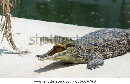 Crocodile saltwater Thailand