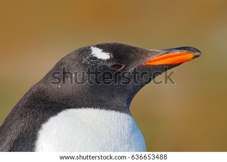 Detail portrait of penguin. Gentoo penguin, Pygoscelis papua, Falkland Islands. Head of bird from Antarctica. Wildlife scene from nature.