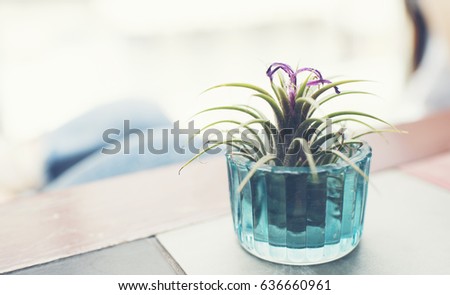 cactus in cafe, vintage filter image