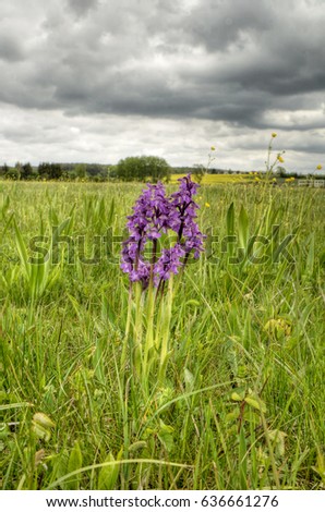Orchis morio (Green-winged Orchid). Wild europaean Orchid in the country, Clouds meadow