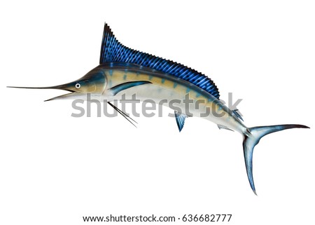 Mounted Blue Marlin isolated against a white background Royalty-Free Stock Photo #636682777