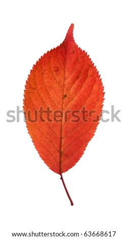 colorful autumnal leaf isolated on white background;