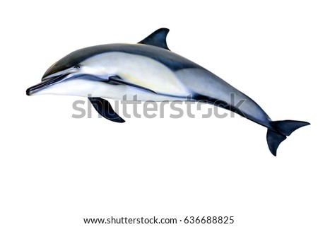Jumping dolphin isolated on white background Royalty-Free Stock Photo #636688825
