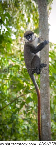 Red Tailed Monkey