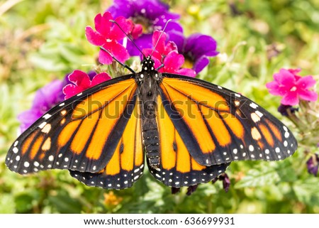 Male Monarch butterfly resting on a magenta Verbena flower, dorsal view