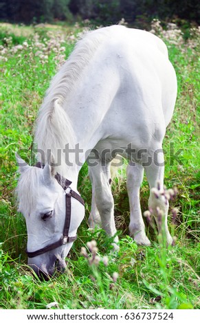 horse white grey in apples pasturing on a meadow with green grass and flowers on a forest background and a blue summer sky lit by the sun