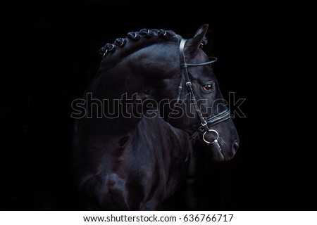 A beautiful black horse 