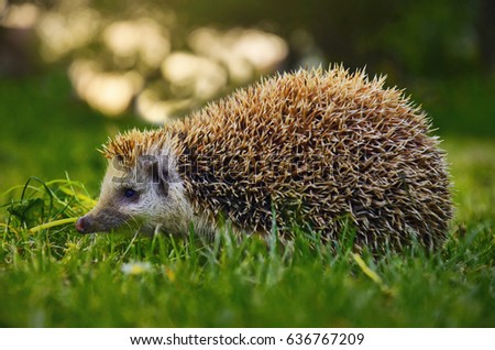 Hedgehog in green natural garden