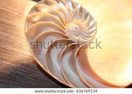 nautilus shell symmetry Fibonacci half cross section spiral golden ratio structure growth close up back lit mother of pearl close up ( pompilius nautilus ) stock, photo, photograph, image, picture