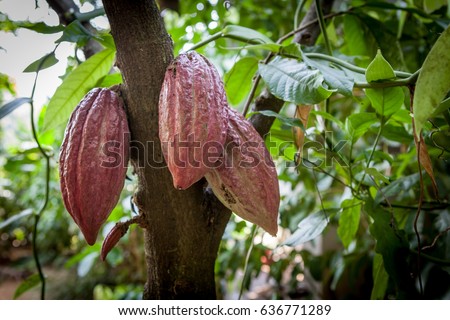 Cacao Tree (Theobroma cacao). Organic cocoa fruit pods in nature. Royalty-Free Stock Photo #636771289