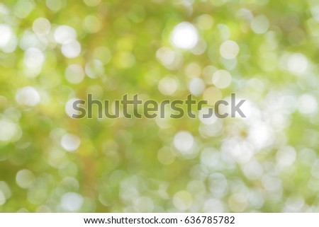 green bokeh / bokeh from tree / blurred tree / Blurred nature background / green and white background from tree in sun light.