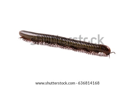 Millipede isolated on white ...