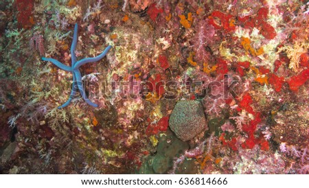 texture soft carol colorful in underwater nature ocean 
