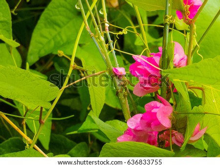 pink polygonaceae flower floral  in nature field picture to making card
