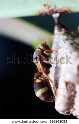 A Macro close up of wasp nest with wasps sitting on it. Wasps polist.