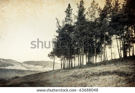 vintage tree photo; old landscape