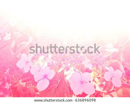 Cherry greeting cards background from a reality flower make it become to flower background in girl dream