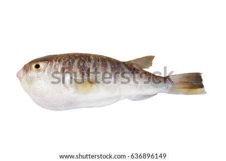 Fugu fish isolated on white background Royalty-Free Stock Photo #636896149