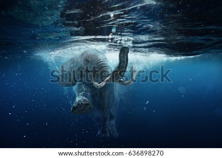 Swimming African Elephant Underwater. Big elephant in ocean with air bubbles and reflections on water surface. Royalty-Free Stock Photo #636898270