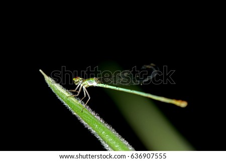 Dragonfly on leaf Royalty-Free Stock Photo #636907555