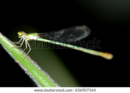 Dragonfly on leaf Royalty-Free Stock Photo #636907564