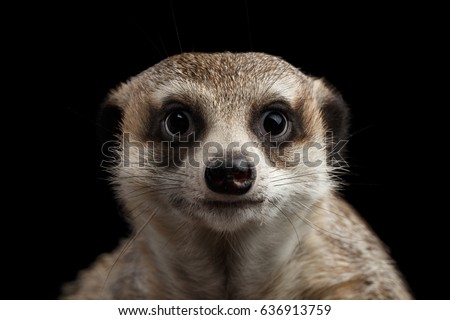 Close-up head of Cute Meerkat, Funny portrait isolated on black background, front view
