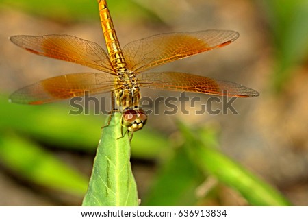 Dragonfly on leaf Royalty-Free Stock Photo #636913834