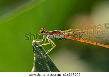Dragonfly on leaf Royalty-Free Stock Photo #636913909