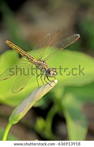 Dragonfly on leaf Royalty-Free Stock Photo #636913918
