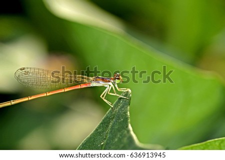 Dragonfly on leaf Royalty-Free Stock Photo #636913945