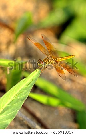 Dragonfly on leaf Royalty-Free Stock Photo #636913957