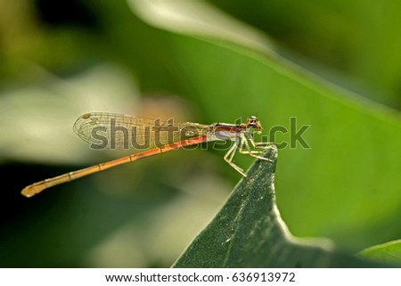 Dragonfly on leaf Royalty-Free Stock Photo #636913972