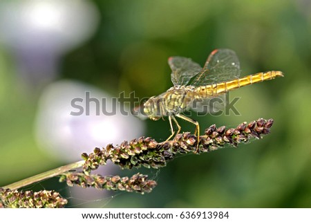 Dragonfly on leaf Royalty-Free Stock Photo #636913984