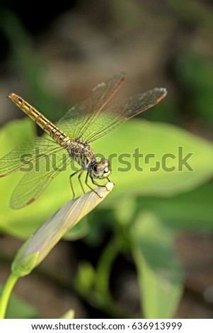 Dragonfly on leaf Royalty-Free Stock Photo #636913999