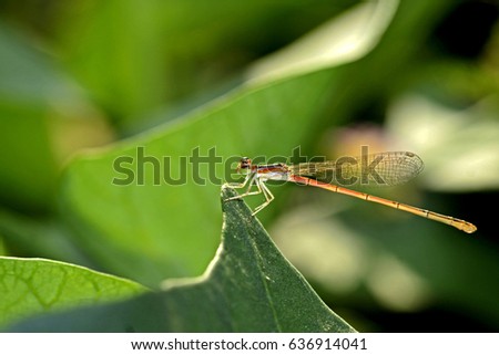 Dragonfly on leaf Royalty-Free Stock Photo #636914041