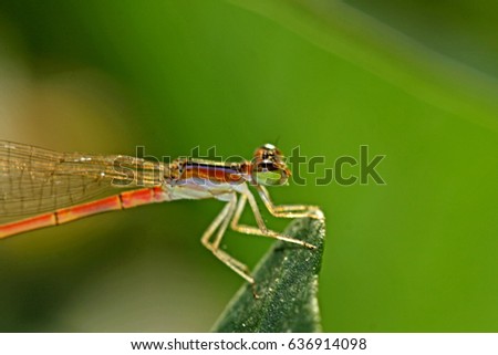 Dragonfly on leaf Royalty-Free Stock Photo #636914098