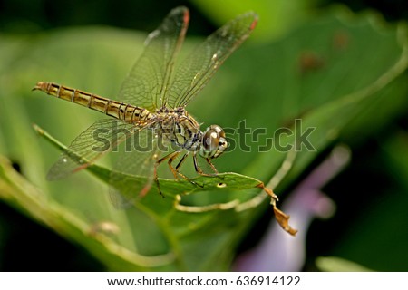 Dragonfly on leaf Royalty-Free Stock Photo #636914122