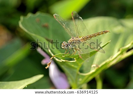 Dragonfly on leaf Royalty-Free Stock Photo #636914125