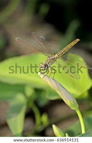 Dragonfly on leaf Royalty-Free Stock Photo #636914131