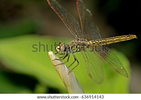 Dragonfly on leaf Royalty-Free Stock Photo #636914143